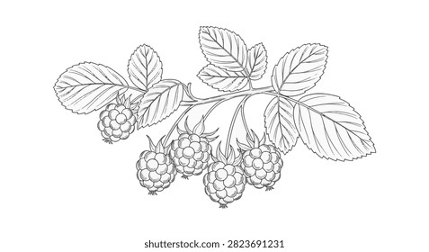 Fine line botanical drawing of a salmonberry branch (Rubus spectabilis) featuring detailed serrated leaves and a cluster of ripe berries, isolated on a white background.