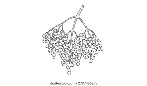 Fine line botanical illustration of a cluster of elderberries (Sambucus nigra) hanging from a branching stem, isolated on a white background. Detailed black and white sketch for design.