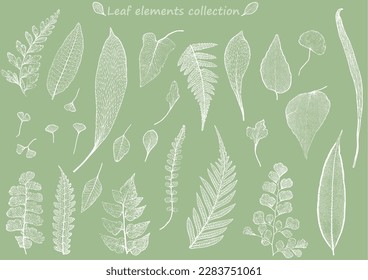 Hoja de dibujo de línea fina, colección de elementos de hojas. Elegante, bello, retro, vintage, de estilo clásico.