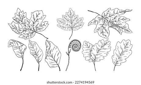 Fine line vector drawing of leaves. Linework art. Set of different leafs. Hand drawn design elements. Black linework. Hand drawn vector illustration. Card, invitation, poster, template.