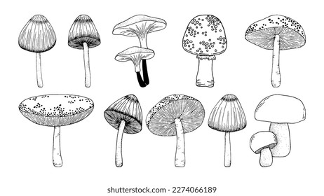 Fine line vector drawing of mushrooms. Linework art. Set of different mushrooms. Hand drawn design elements. Black linework. Hand drawn vector illustration.Card, invitation, poster, template.