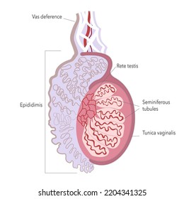 Fine structure of human testicle. Anatomy illustration of male gonad for atlas or infographics.