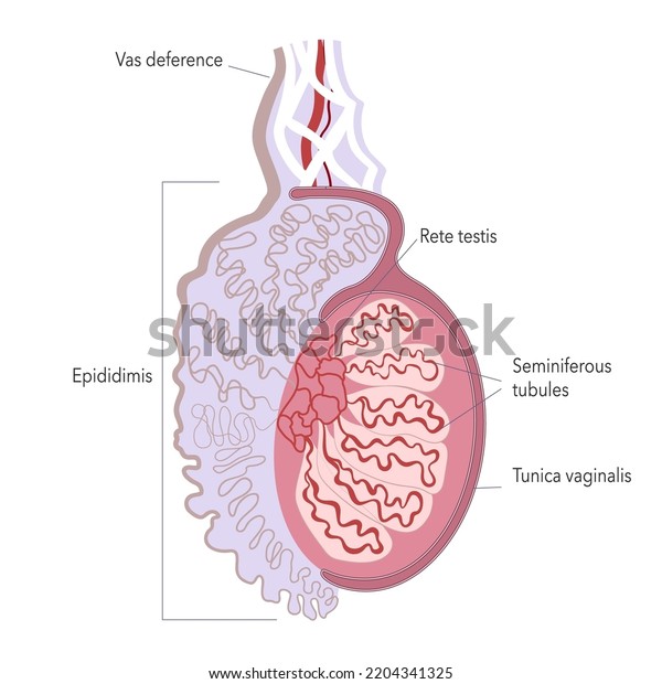 Fine structure of human testicle.
Anatomy illustration of male gonad for atlas or
infographics.