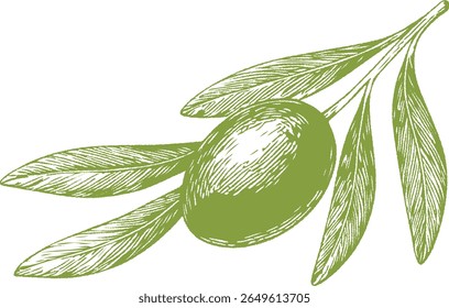 Ilustração botânica de azeitonas com detalhes finos, ideal para cozinha mediterrânea, receitas gourmet, emparelhamento de vinhos e design de alimentos vintage. Perfeito para embalagens culinárias ou naturais.