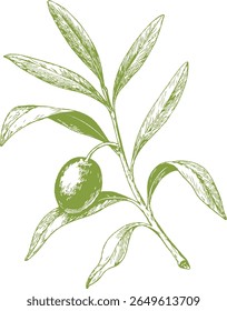 Ilustração botânica de azeitonas com detalhes finos, ideal para cozinha mediterrânea, receitas gourmet, emparelhamento de vinhos e design de alimentos vintage. Perfeito para embalagens culinárias ou naturais.