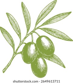 Ilustração botânica de azeitonas com detalhes finos, ideal para cozinha mediterrânea, receitas gourmet, emparelhamento de vinhos e design de alimentos vintage. Perfeito para embalagens culinárias ou naturais.