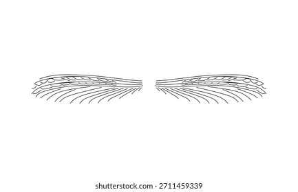 Ilustração vetorial de linha fina de asas de inseto simétricas com veios detalhados, desenhado em um estilo de contorno preto limpo.