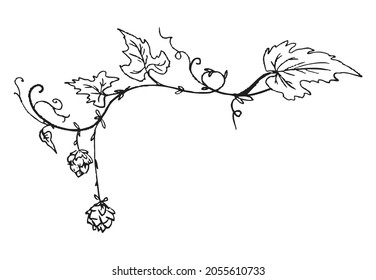 Finely curled sprig of hops with cones and leaves, hand drawn engraving vector illustration isolated on white background. Branch of hop as decorative frame element.