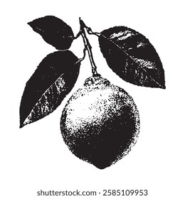 finely detailed lemon vector illustration with leaves, drawn in vintage engraving style, ideal for botanical and organic food designs