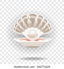Finest quality beautiful natural open pearl shell close up. Realistic single object image vector illustration