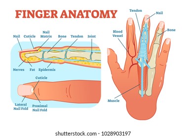 Bone Cross Section Images Stock Photos Vectors Shutterstock