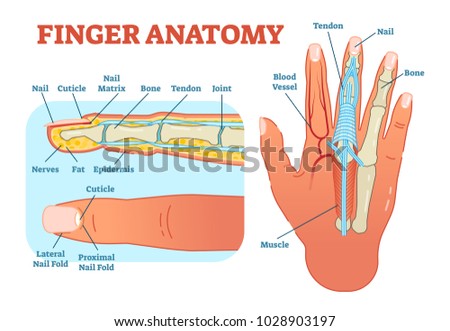 Finger Anatomy Medical Vector Illustration Bones 스톡 벡터(사용료 없음