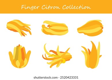 coleção de cítron dedo em poses diferentes. Ilustração vetorial.