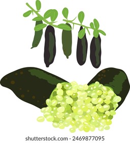 lima de dedo, lima de dedo australiana, lima de dedo verde y negro, cítricos australasica, caviar lima, Ilustración vectorial dibujada a mano aislado 