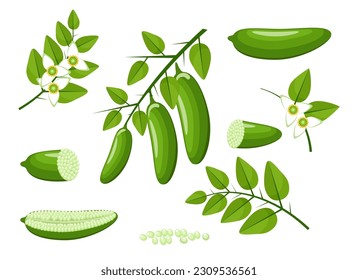 Finger lime cartoon vector illustration. Caviar limes fruits blossom flowers and leaves isolated on white, fresh green australasica citrus fingers tropical branch graphics