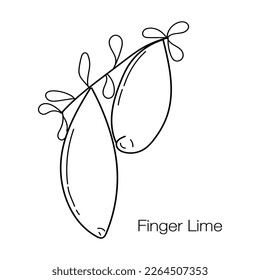 Finger Lime with leaves in linear style. Hand drawing Australian finger lime isolated on white background. Vector illustration