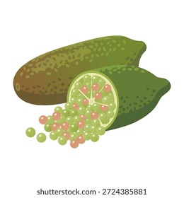 Vektorgrafik mit Fingerlime. Australian Native Citrus mit Kaviar Pearls. Ganze und geschnittene Früchte einzeln