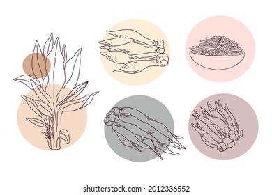 Finger root or Galingale illustration design of vector.