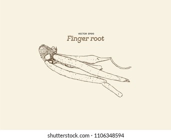 Finger root is ingredient for cooking Thai cuisine, it also a traditional medicine. hand draw sketch vecotr.