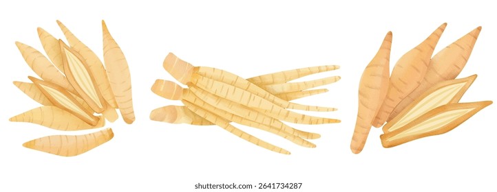 Finger Root Spice Illustration for Culinary and Herbal Medicine Design