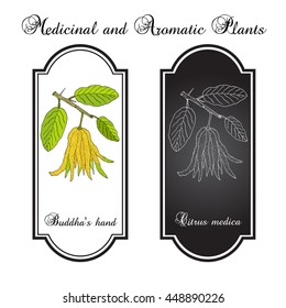 Fingered citron , (Citrus medica), or Buddha's hand - exotic fruit. Hand drawn botanical vector illustration