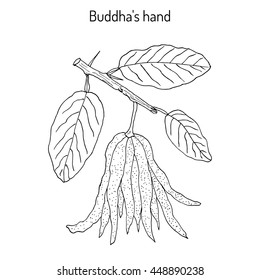 Fingered citron , (Citrus medica), or Buddha's hand - exotic fruit. Hand drawn botanical vector illustration