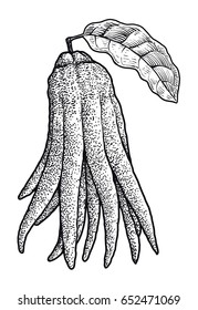 Fingered citron illustration, drawing, engraving, ink, line art, vector