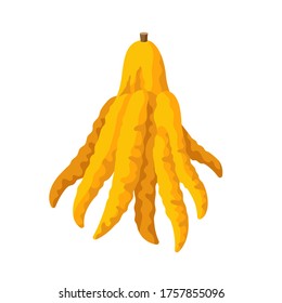 Ilustración vectorial de citrones con dedos aislados en fondo blanco. Jugosa fruta tropical exótica mano de Buda.