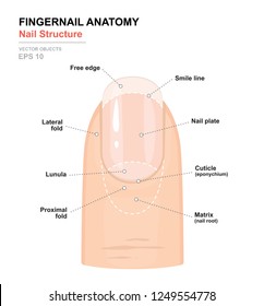 Fingernail Anatomy. Structure of human nail. Science of human body. Anatomical training poster. Detailed medical vector illustration 