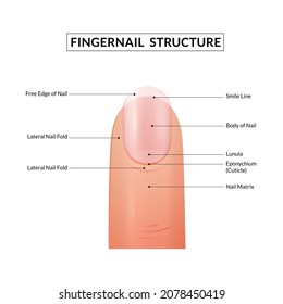 Fingernail Anatomy. Structure of human nail.