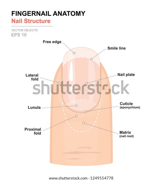 Fingernail Anatomy. Structure of human nail. Science of\
human body. Anatomical training poster. Detailed medical vector\
illustration 