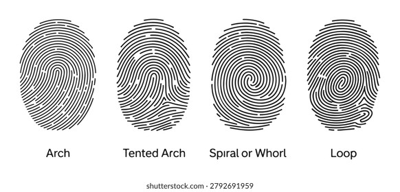 Fingerprint classification chart featuring distinct patterns named arch tented arch spiral whorl and loop forms.