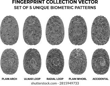 Fingerprint collection vector biometric patterns plain arch ulnar loop radial loop plain whorl accidental forensic security recognition ridge detail set