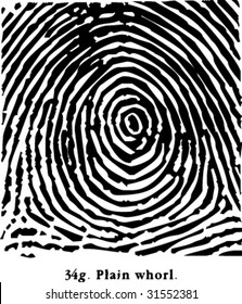 fingerprint plain Whorl