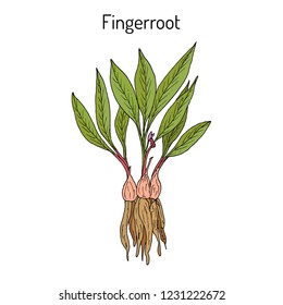 Fingerroot (Boesenbergia rotunda), or chinese keys, lesser galangal, eatable and medicinal plant. Hand drawn botanical vector illustration