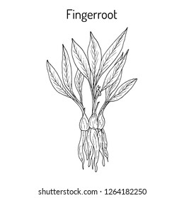 Fingerroot (Boesenbergia rotunda), or chinese keys, lesser galangal, eatable and medicinal plant. Hand drawn botanical vector illustration