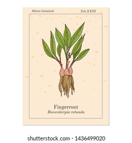 Fingerroot (Boesenbergia rotunda), or chinese keys, lesser galangal, eatable and medicinal plant. Hand drawn botanical vector illustration