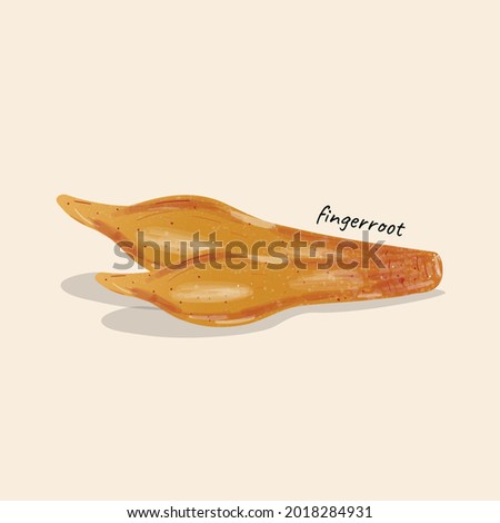 Fingerroot Boesenbergia rotunda Thai Spice. Thailand herbal medicine . isolated background.