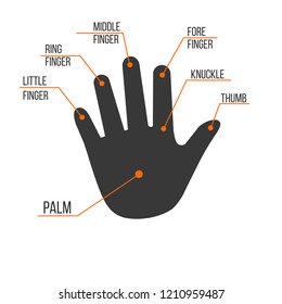 Fingers Names Human Palm Hand Vector Stock Vector (Royalty Free) 1210959487