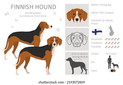 Finnish Hound clipart. Different coat colors set.  Vector illustration