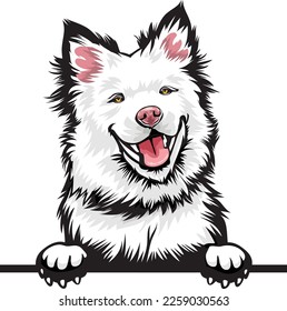 Finnish Lapphund Color Peeking Dogs. Color image of a dogs head isolated on a white background. Dog portrait, Vector illustration