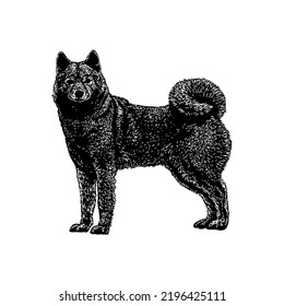 Ilustración del vector de dibujo de la mano del perro Spitz finlandés aislado en fondo blanco