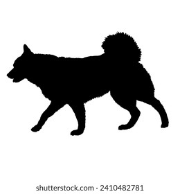 Finnish Spitz Dog on the move. Dog in different poses. jumps runs. The dog is sitting. The dog is lying down playing