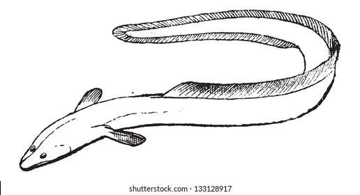 Las aletas, de una anguila o anguilliformes, que muestran las aletas dorsal y anal fundidas con la aleta caudal o cola, ilustración vintage grabada. Diccionario de Palabras y Cosas - Larive y Fleury - 1895