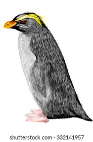 Fiordland Crested Penguin