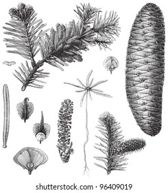 Fir (Abies pectinata) / ilustración vintage de Meyers Konversations-Lexikon 1897