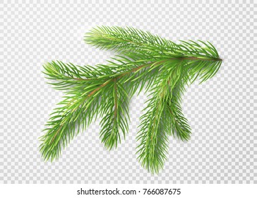 Fir branch. Christmas tree decoration, pine needles isolated on transparent background. With light and shadow. Vector illustration