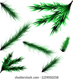 Fir branch, Christmas tree: vector illustration