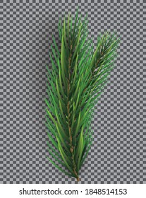 Fir Branch. Christmas Tree. Vector Illustration. Pine Sprig on Transparent Grid Background.