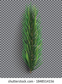 Fir Branch. Christmas Tree. Vector Illustration. Pine Sprig on Transparent Grid Background.